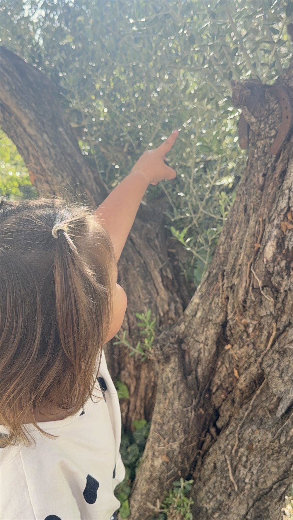 Une enfant montre les branches d’un arbre