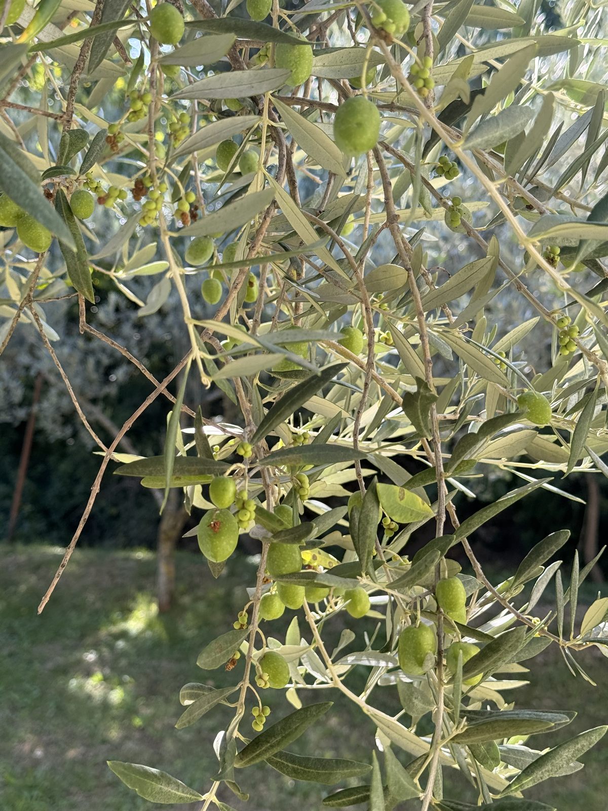 Branches d’olivier chargées d’olives