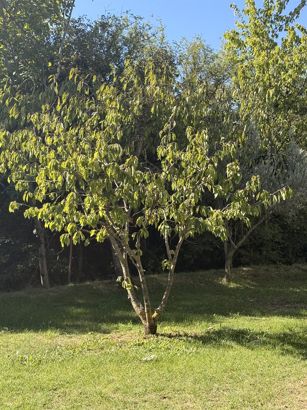 Un arbre en pleine lumière