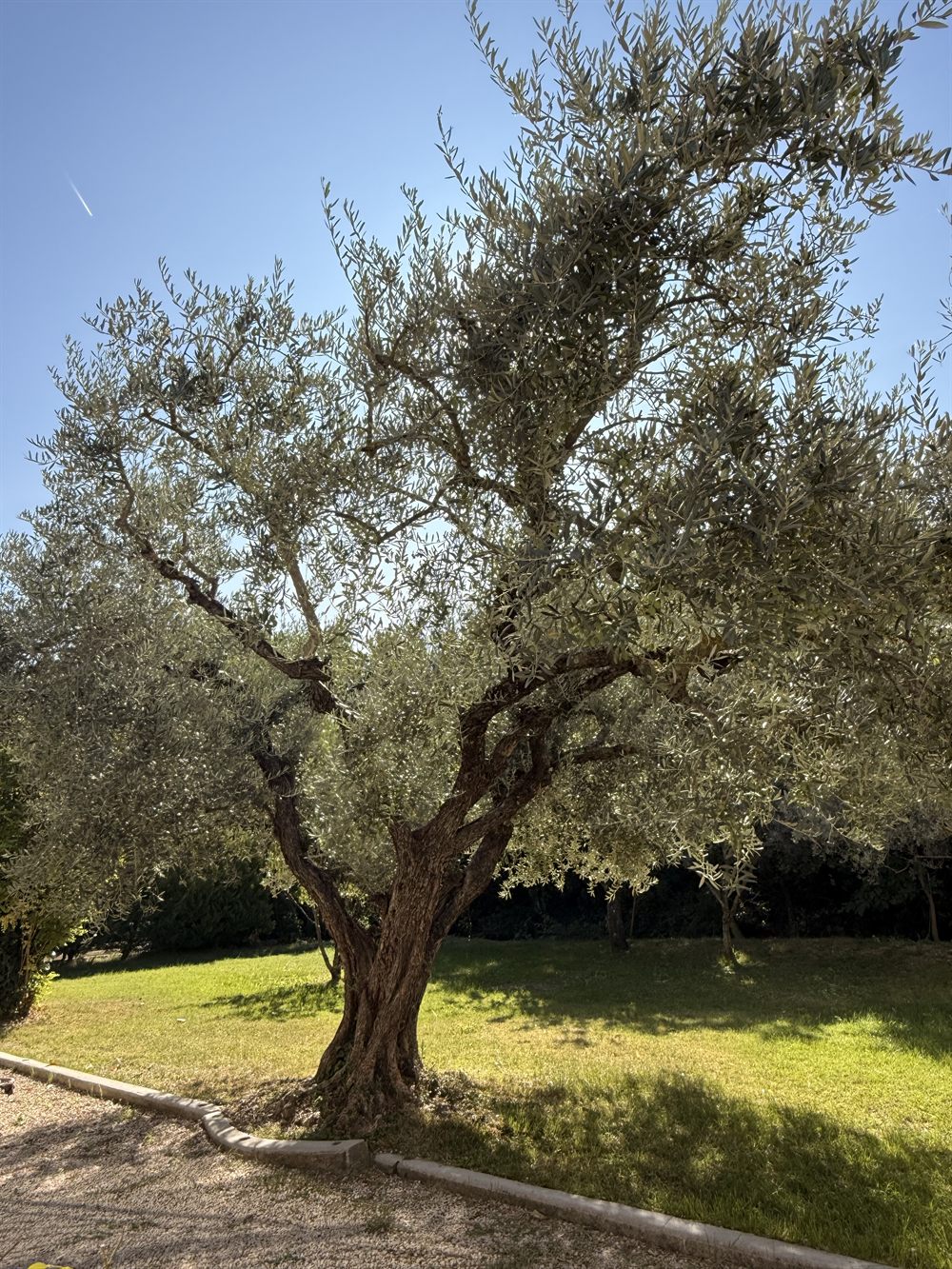 Un olivier dans un jardin